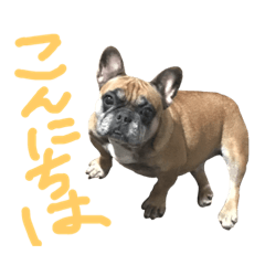 [LINEスタンプ] フレンチブルドックデール