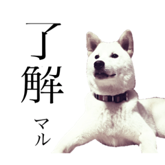 [LINEスタンプ] 犬にも感情があるのだ！