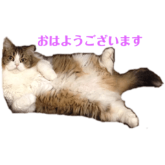 [LINEスタンプ] もなかと愉快な仲間たち
