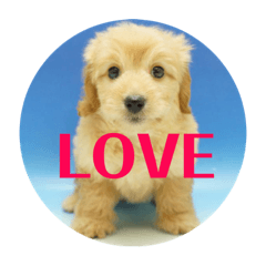 [LINEスタンプ] ダップー犬ペニーの日常