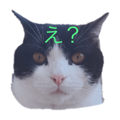 [LINEスタンプ] 呟くはるおの日常