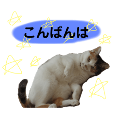 [LINEスタンプ] 日常まるちゃんスタンプ