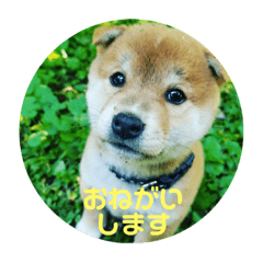 [LINEスタンプ] なおちゃん仔犬ver