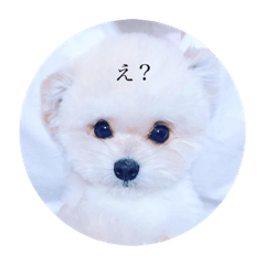 [LINEスタンプ] pomemaru rowa