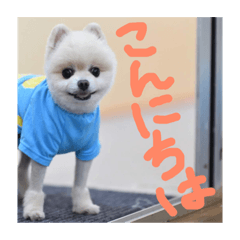 [LINEスタンプ] ポコスタンプ1