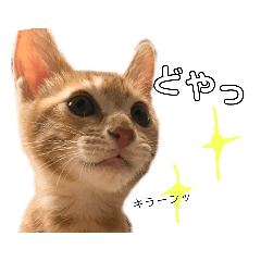[LINEスタンプ] 茶トラ子猫ルナの日常会話