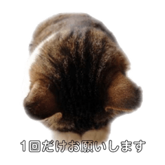 [LINEスタンプ] 本気？で謝る猫