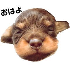 [LINEスタンプ] 福ちゃんのツンデレ365日