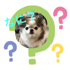 [LINEスタンプ] 可愛いチワワスタンプ
