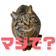 [LINEスタンプ] mokaのスタンプ