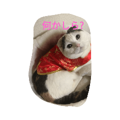 [LINEスタンプ] ネコネコニャンニャン