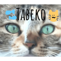 [LINEスタンプ] 野良猫たべこの写真スタンプ
