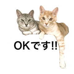[LINEスタンプ] 兄弟猫 こたしん①