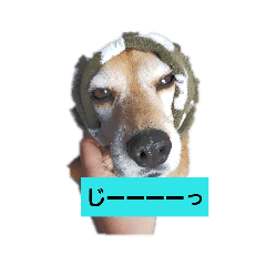 [LINEスタンプ] ビーグルきゃりーの日常