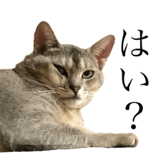 [LINEスタンプ] 猫界のドリフターズ