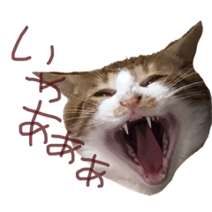 [LINEスタンプ] トラ猫の日常