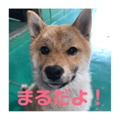 [LINEスタンプ] まるさんスタンプ。