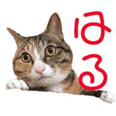[LINEスタンプ] 猫のはるちゃんのスタンプ