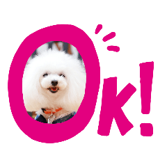 [LINEスタンプ] マルチーズきなこ