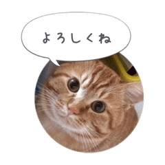 [LINEスタンプ] 歳三といっしょに