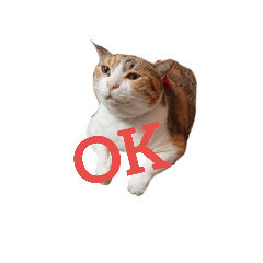 [LINEスタンプ] リアル三毛猫ちびの日常つぶやき