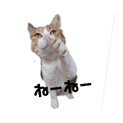[LINEスタンプ] リアル三毛猫ちびの言葉
