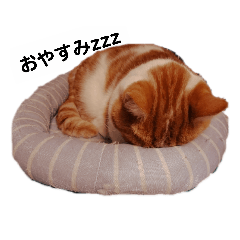 [LINEスタンプ] 実家の猫のかんたです。