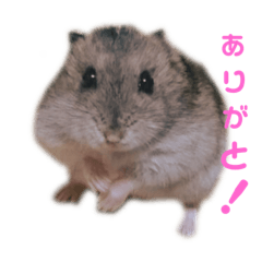 [LINEスタンプ] ハムスターのむむちゃん！