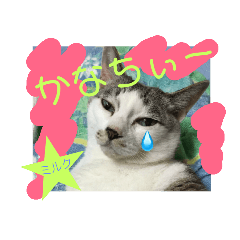 [LINEスタンプ] ネコにゃんすたんぷ