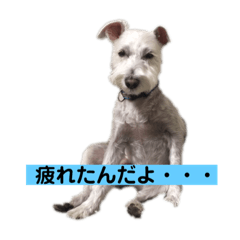 [LINEスタンプ] 白シュナロッキー