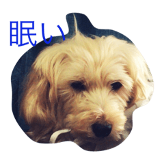 [LINEスタンプ] わんこたん