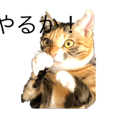 [LINEスタンプ] こまこまこまこま