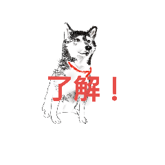 [LINEスタンプ] 黒柴菜々 の使えるスタンプ