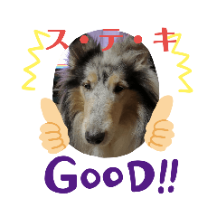 [LINEスタンプ] コリー犬のつぶやき