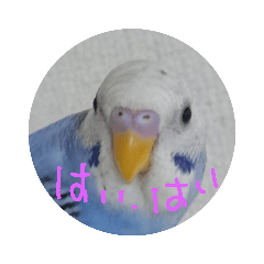 [LINEスタンプ] インコのぺたチャン