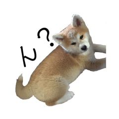 [LINEスタンプ] 秋田犬 きなとらPART3