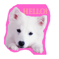 [LINEスタンプ] ノエル君