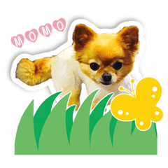 [LINEスタンプ] momo-chan！！！
