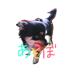 [LINEスタンプ] 犬のてんてん
