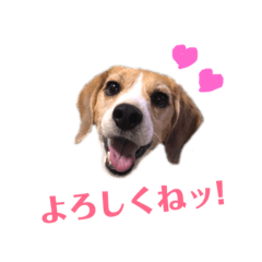[LINEスタンプ] ビーグル犬BECK③