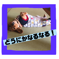 [LINEスタンプ] ロンちゃんすたんぷたち 