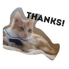[LINEスタンプ] 猫のチャオちゃん (My-Chao)