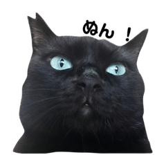 [LINEスタンプ] 青い目の黒猫タイソン