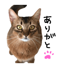 [LINEスタンプ] 人間みたいにゃ猫たち。