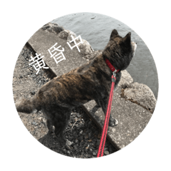 [LINEスタンプ] 秋田犬 キラ