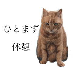 [LINEスタンプ] 茶トラと毎日楽しく生きる 2
