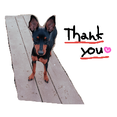 [LINEスタンプ] ミニピンJOY君