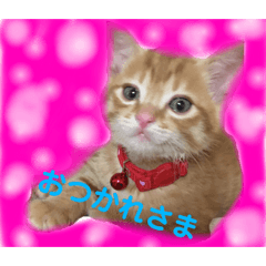 [LINEスタンプ] 我が家のにゃんこたち〜ラビ・ヴィヴィ〜