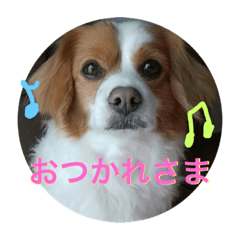 [LINEスタンプ] 愛犬ラテのスタンプ