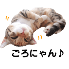 [LINEスタンプ] 子猫のマンチカンちか子スタンプ